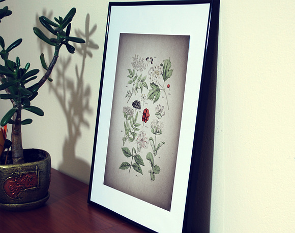 47 Vintage Floral Botanical Posters in Illustrations - product preview 6