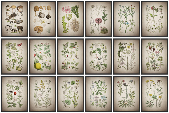 47 Vintage Floral Botanical Posters in Illustrations - product preview 8
