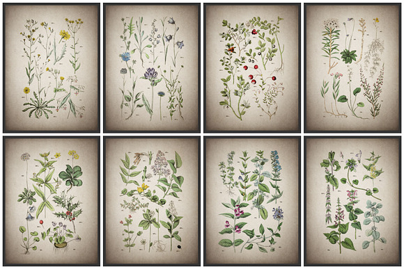 47 Vintage Floral Botanical Posters in Illustrations - product preview 9