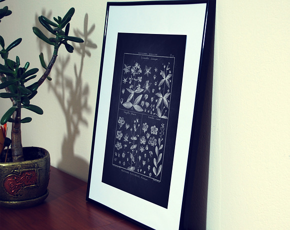 24 Black Vintage Botanical Posters in Illustrations - product preview 2