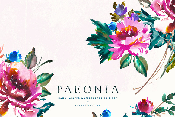 Hand Painted Clip Art - Paeonia in Illustrations - product preview 1