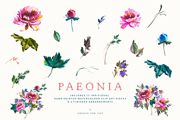 Hand Painted Clip Art - Paeonia in Illustrations - product preview 4