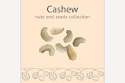 Cashew vector image