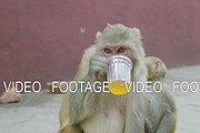 Monkey drinks sweet soda in
