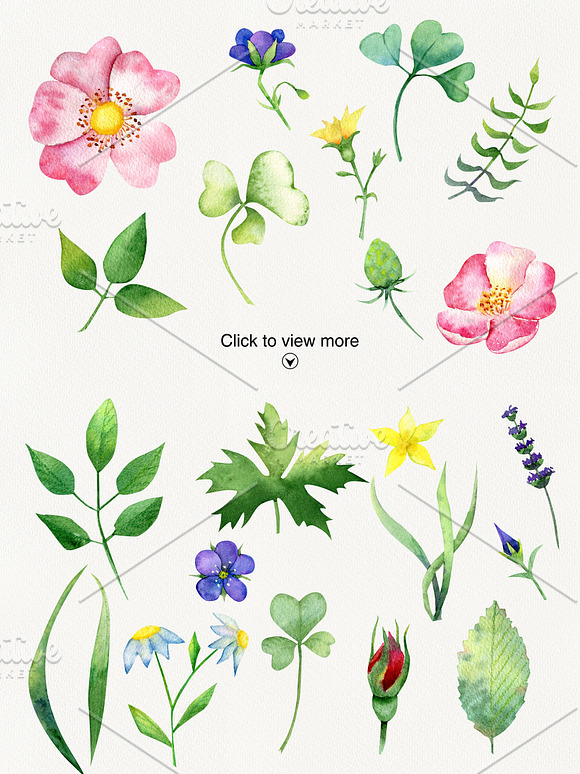 Summer flowers. Watercolor dog-rose in Illustrations - product preview 1