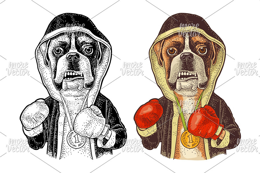Dog boxer dressed in human in robe in Illustrations - product preview 8