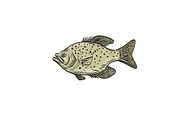 Crappie Fish Side Drawing