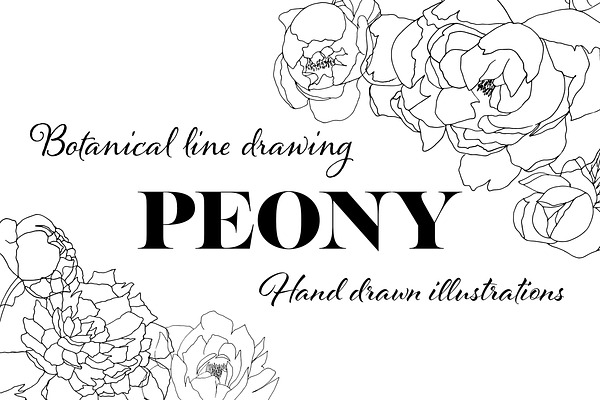 Botanical line drawing - PEONY