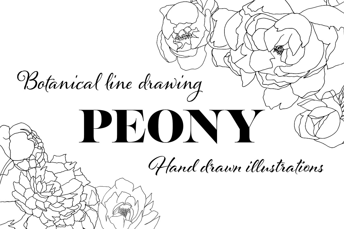 Botanical line drawing - PEONY in Illustrations - product preview 8