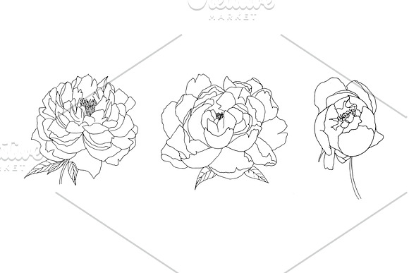 Botanical line drawing - PEONY in Illustrations - product preview 1