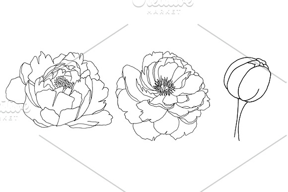 Botanical line drawing - PEONY in Illustrations - product preview 2