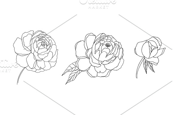Botanical line drawing - PEONY in Illustrations - product preview 3