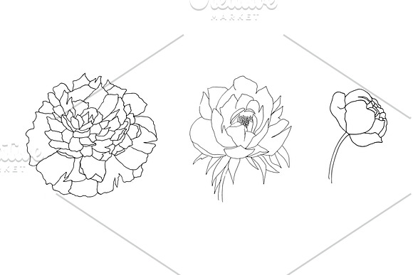 Botanical line drawing - PEONY in Illustrations - product preview 4