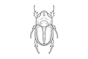 big beetle illustration
