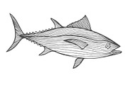 Ink sketch of tuna.