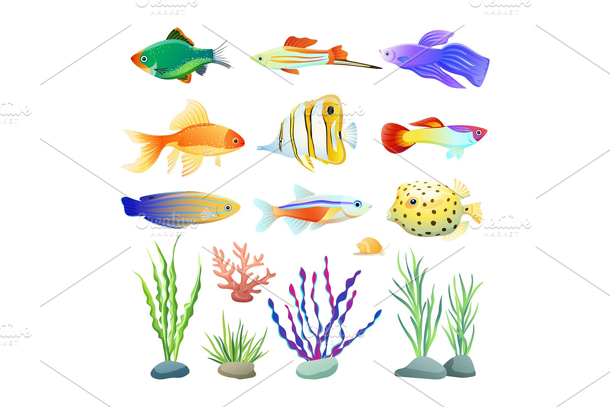 Marine Creatures and Seaweed in Illustrations - product preview 8