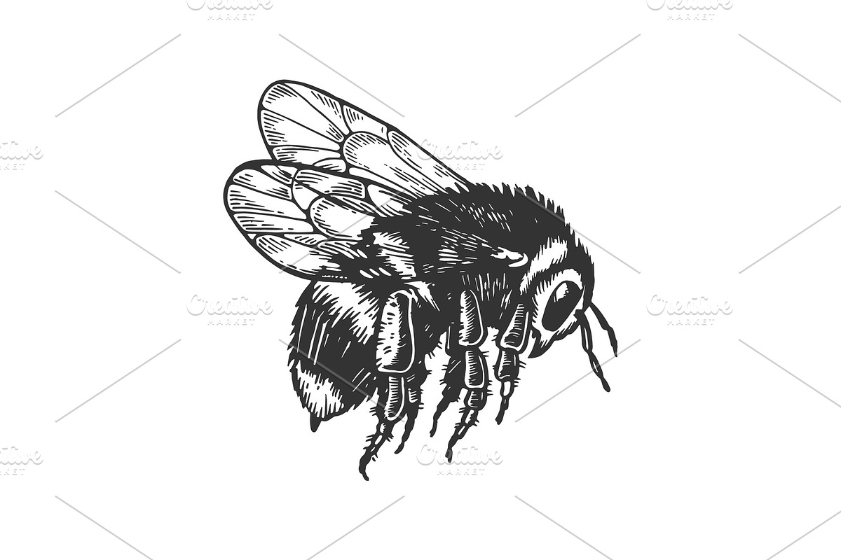 bumblebee insect animal engraving in Illustrations - product preview 8