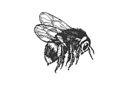 bumblebee insect animal engraving