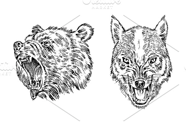 Portrait of Grizzly Bear. The