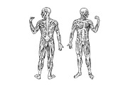 Human anatomy. Muscular and
