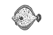 European plaice fish animal
