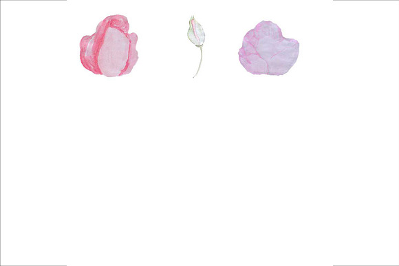 Hand Drawn Watercolor Roses Clipart in Illustrations - product preview 2