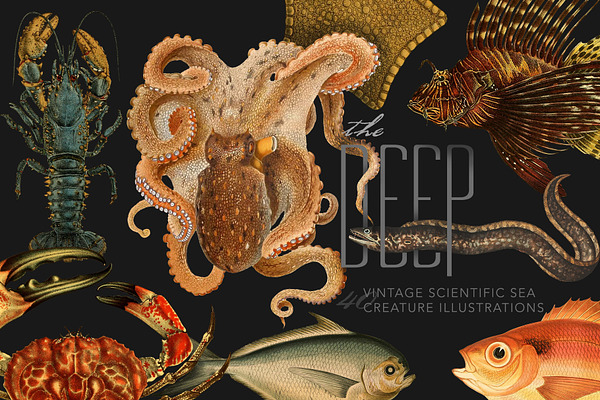 The Deep Sea Creature Illustrations