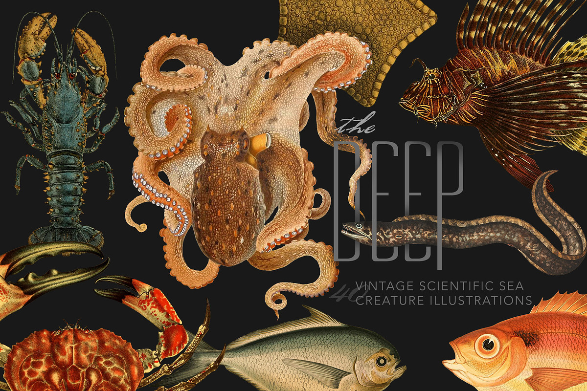 The Deep Sea Creature Illustrations in Illustrations - product preview 8