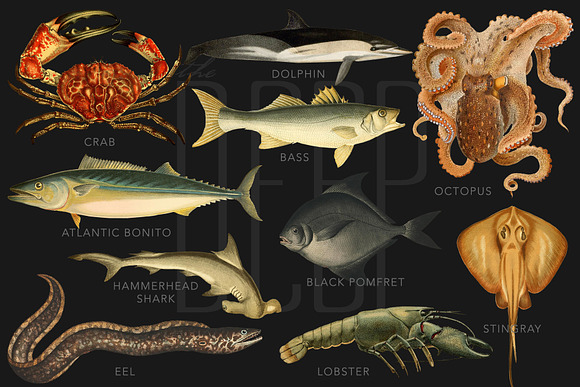 The Deep Sea Creature Illustrations in Illustrations - product preview 1