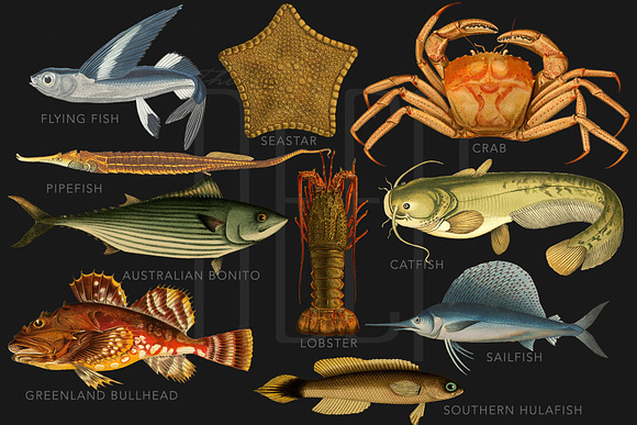The Deep Sea Creature Illustrations in Illustrations - product preview 2