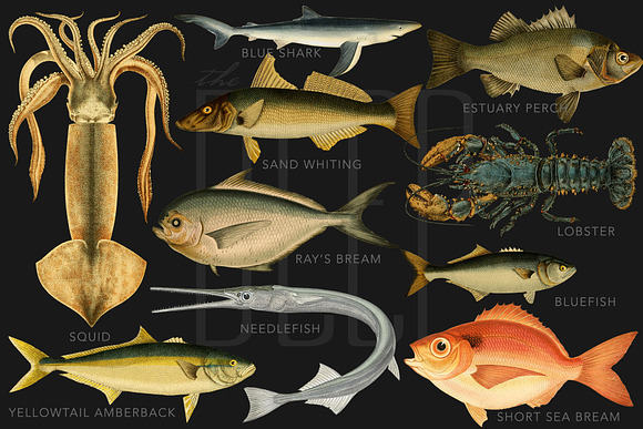 The Deep Sea Creature Illustrations in Illustrations - product preview 3