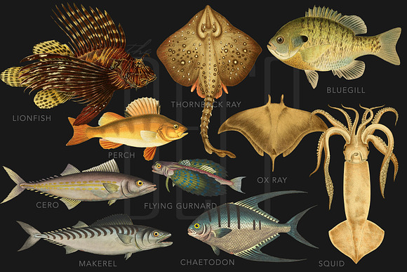 The Deep Sea Creature Illustrations in Illustrations - product preview 4