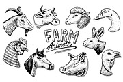 Farm animals. Head of a