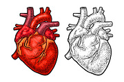 Human anatomy heart. Vector color