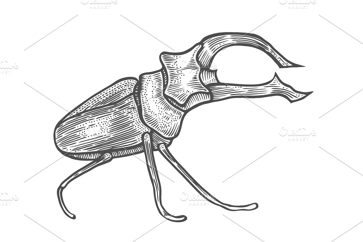 big beetle illustration in Illustrations - product preview 8