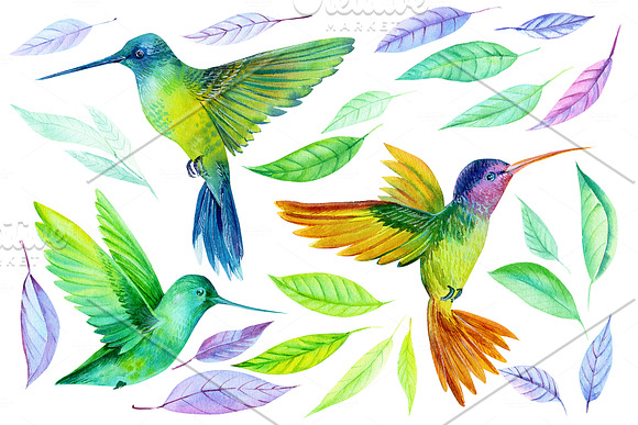 Watercolor flowers, hummingbirds in Illustrations - product preview 2
