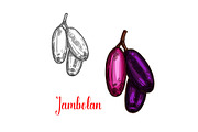 Jambolan or java plum fruit sketch