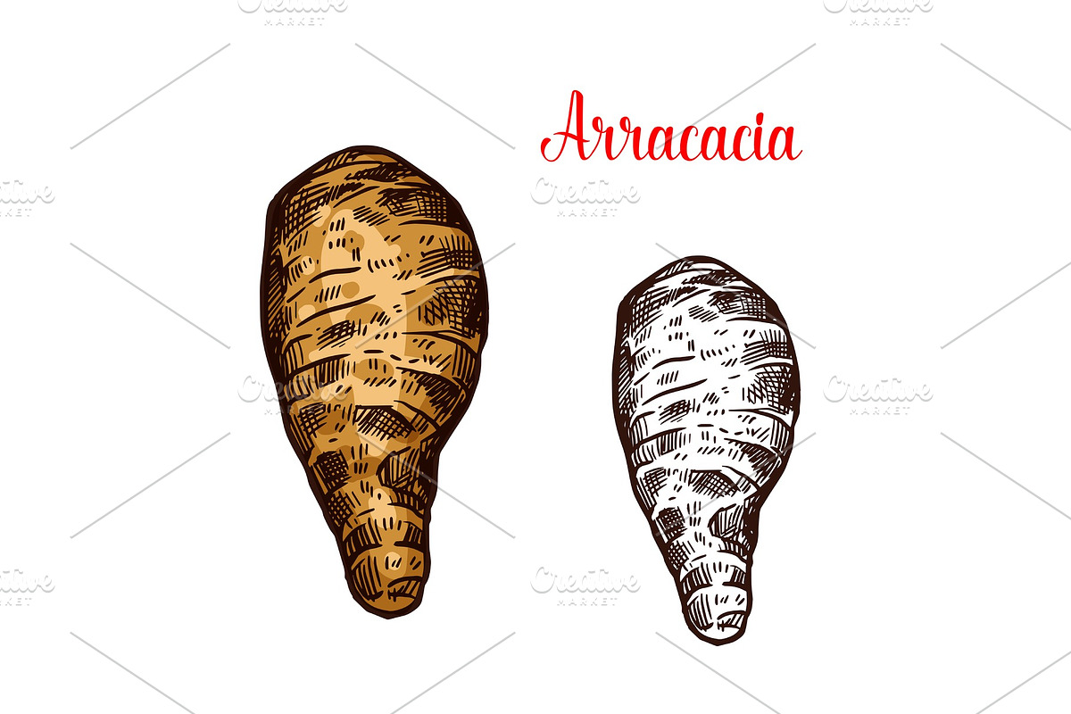 Arracacia root vegetable sketch in Illustrations - product preview 8