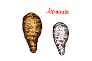 Arracacia root vegetable sketch