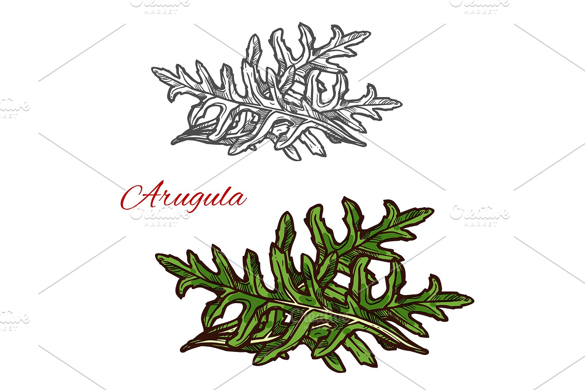 Arugula plant sketch in Illustrations - product preview 8