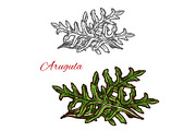 Arugula plant sketch