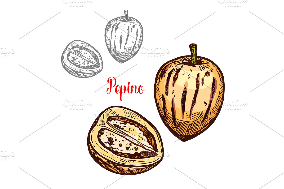 Pepino fruit pear sketch design in Illustrations - product preview 8