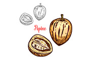 Pepino fruit pear sketch design