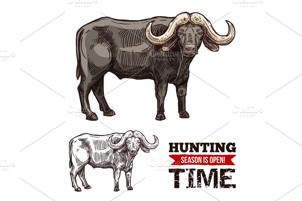 African cape buffalo animal in Illustrations - product preview 8