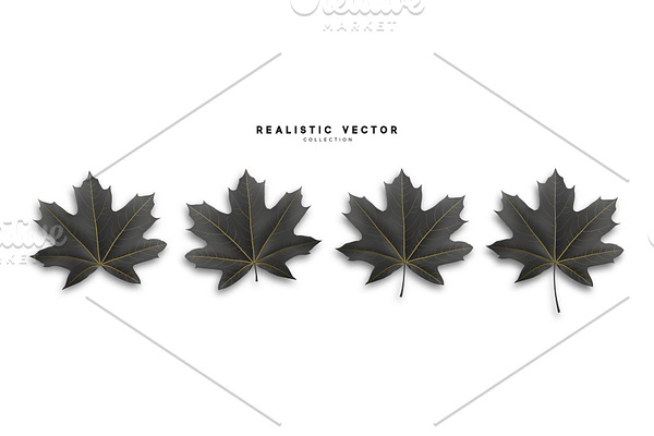 Maple leaves,