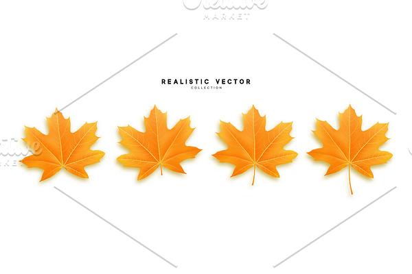 Set of autumn maple leaves