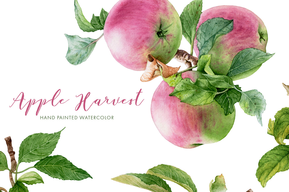 Apple Harvest in Illustrations - product preview 8