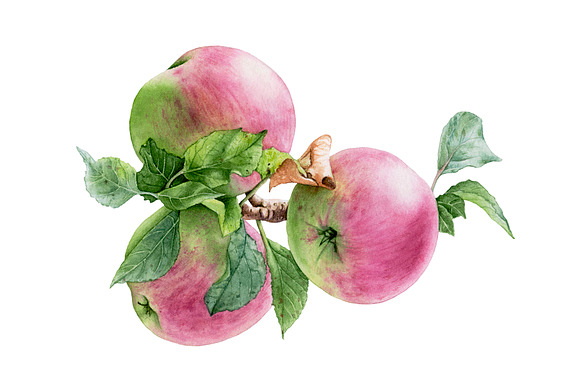 Apple Harvest in Illustrations - product preview 1