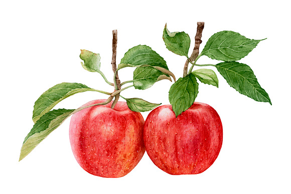 Apple Harvest in Illustrations - product preview 2