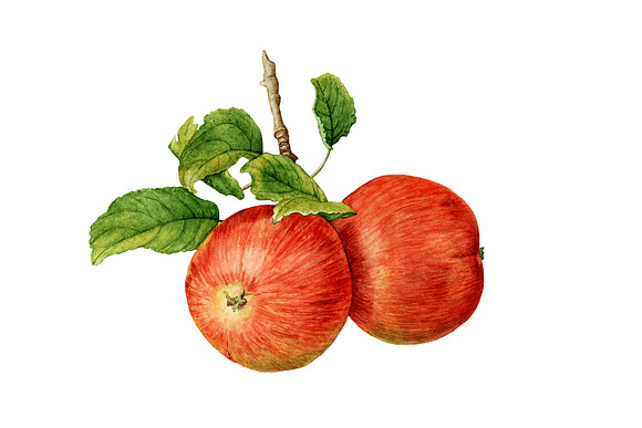 Apple Harvest in Illustrations - product preview 3